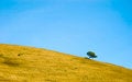 Free Alone Tree Royalty Free Stock Image - 1506566