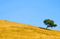 Free Alone Tree Stock Photos - 1506593