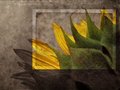Free Vintage Postcard With Sunflower Stock Photos - 1506663