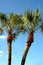 Free Two Palms Royalty Free Stock Photography - 1500687