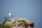 Free Gull Sitting On A Rock Royalty Free Stock Images - 1500869