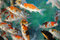 Free Fishes Stock Photo - 1504320