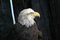 Free Bald Eagle In Profile Stock Image - 1504781
