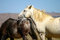 Free Wild Horse Chin Rest Royalty Free Stock Image - 1506216