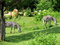 Free Zebras Feeding Royalty Free Stock Photos - 1506278