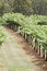 Free Wineyard Stock Image - 1508321