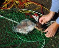 Free Crab Hunter Stock Image - 1510451