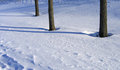Free Winter Trees And Shadows Stock Images - 1512964