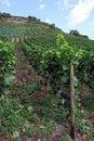 Free Vineyard. Royalty Free Stock Photography - 1518727