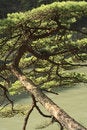 Free Pine Branch Royalty Free Stock Image - 1519926