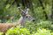 Free Whitetail Deer Buck In Velvet Royalty Free Stock Images - 1518779