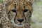 Free Cheetah Stock Photos - 1518993