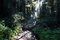 Free Forest With Sunlight Beam Stock Photos - 1519003
