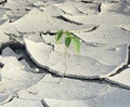 Free Sprout On The Cracked Dry Soil Stock Photography - 15167632