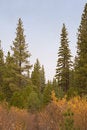Free Pines And Bushes Royalty Free Stock Photography - 1524157