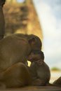 Free Monkey-8 Stock Photo - 1525250