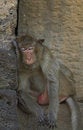 Free Monkey-15 Stock Photos - 1525413