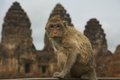 Free Monkey-25 Stock Photography - 1525532