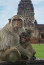 Free Monkey-26 Royalty Free Stock Images - 1525539