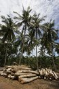 Free Coconut Tree Stock Photo - 1525980