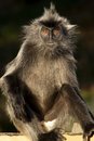Free Monkey Royalty Free Stock Photography - 1525987