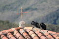 Free Black Vultures In Andes Stock Photography - 1526192