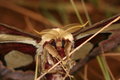 Free Atlas Moth Portrait Stock Images - 1526324