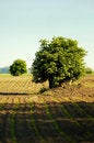Free Lone Tree In A Field Royalty Free Stock Image - 1529246