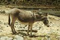 Free Donkey Stock Photo - 1529250