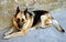 Free Wolf-dog Stock Photos - 1521233