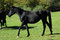 Free Black Wild Horse In Nature On Green Field Royalty Free Stock Image - 1523166