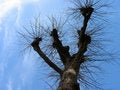 Free Tree Stock Image - 1532001