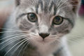Free Kitten Stock Photography - 1533772