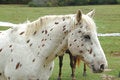 Free Spots Stock Image - 1534111
