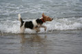 Free Terrier In The Sea Stock Image - 1539631