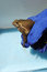 Free Poisonous Cane Toad Stock Photos - 1537583