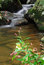 Free Flowers And Falls Royalty Free Stock Image - 1538246