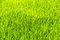 Free Rice Field In Thailand Stock Photography - 15333242