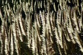 Free Meadow Winds Stock Photography - 1541862