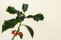 Free Holly Branch II Royalty Free Stock Photos - 1542358
