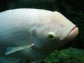 Free Fat Fish Royalty Free Stock Photos - 1542418