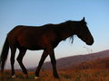 Free Dark Brown Horse Silhouette. Stock Image - 1542431