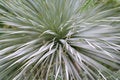 Free Abstract Shrub Stock Photography - 1545392