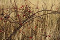 Free Wild Rose Hip Berries Stock Photos - 1546433