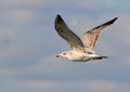 Free Ring-billed Gull In Flight Royalty Free Stock Photography - 1546537