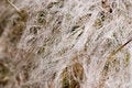 Free Cactus Fur Stock Photography - 1550532