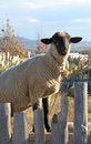 Free Sheep And Fence Stock Photography - 1551362