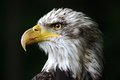 Free Hunter Royalty Free Stock Image - 1553916