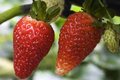 Free Strawberries Royalty Free Stock Image - 1555686