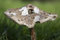 Free Wild English Forest Mushrooms Growing In Autumn Stock Photography - 1551162